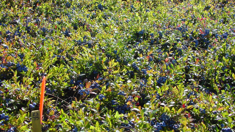 Illustration for article titled The Tastiest Berries That Grow Wild In North America